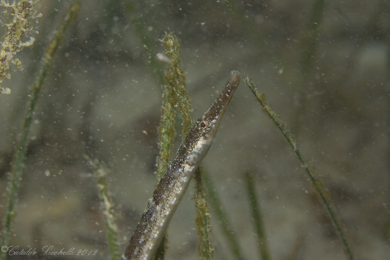 Syngnathus abaster e Syngnathus typhle